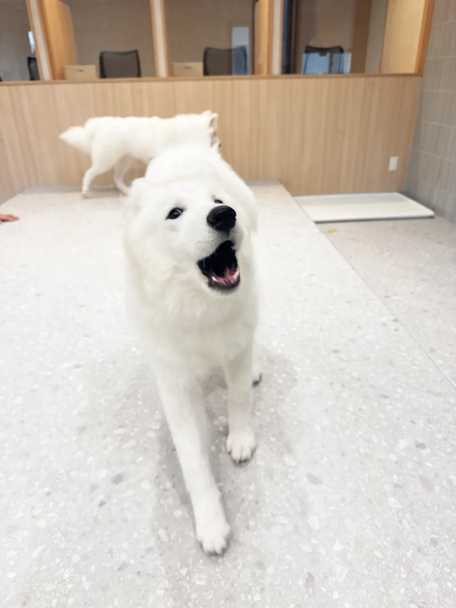 こちらへ向かって歩いてくるサモエド