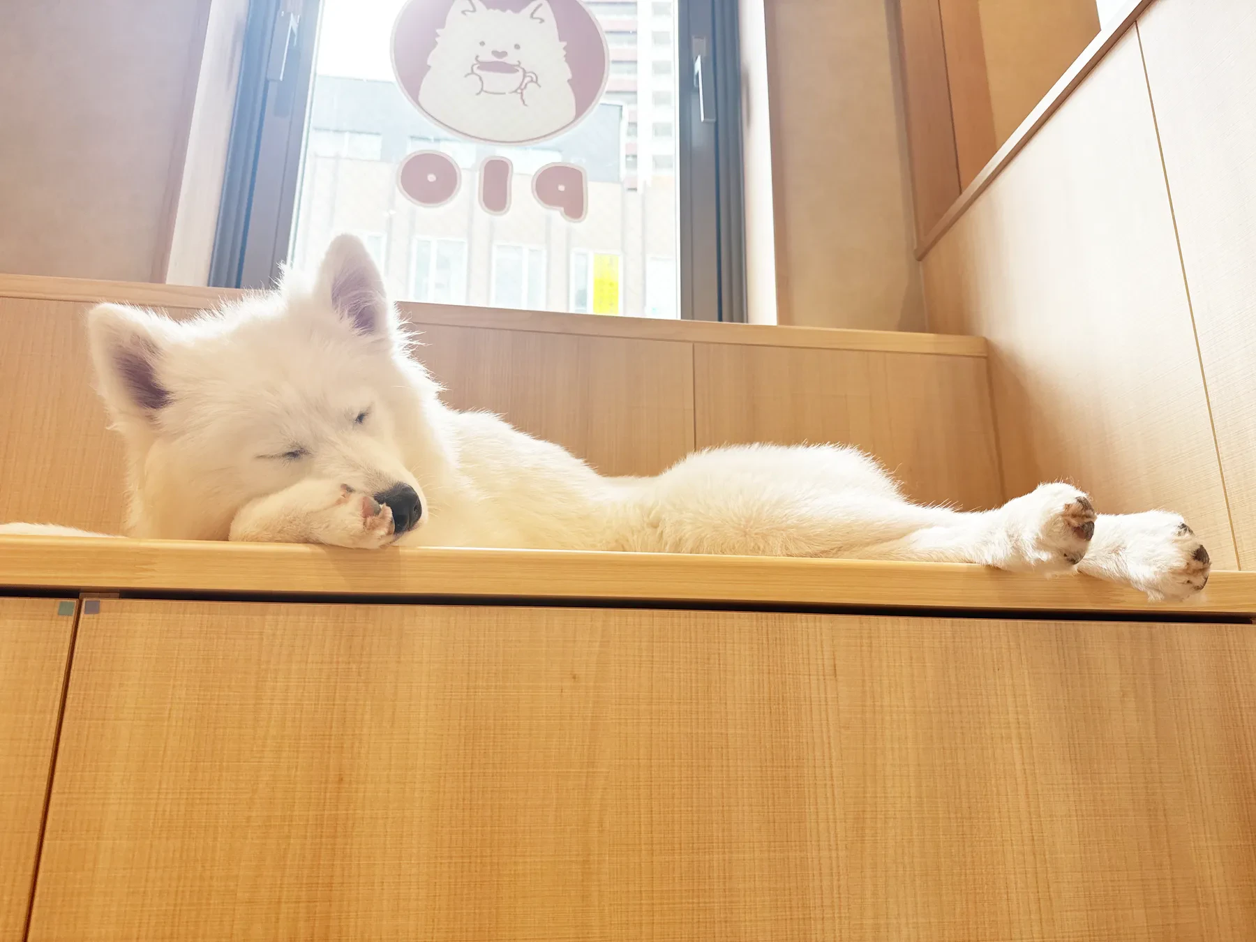 窓辺の棚でまどろむサモエド