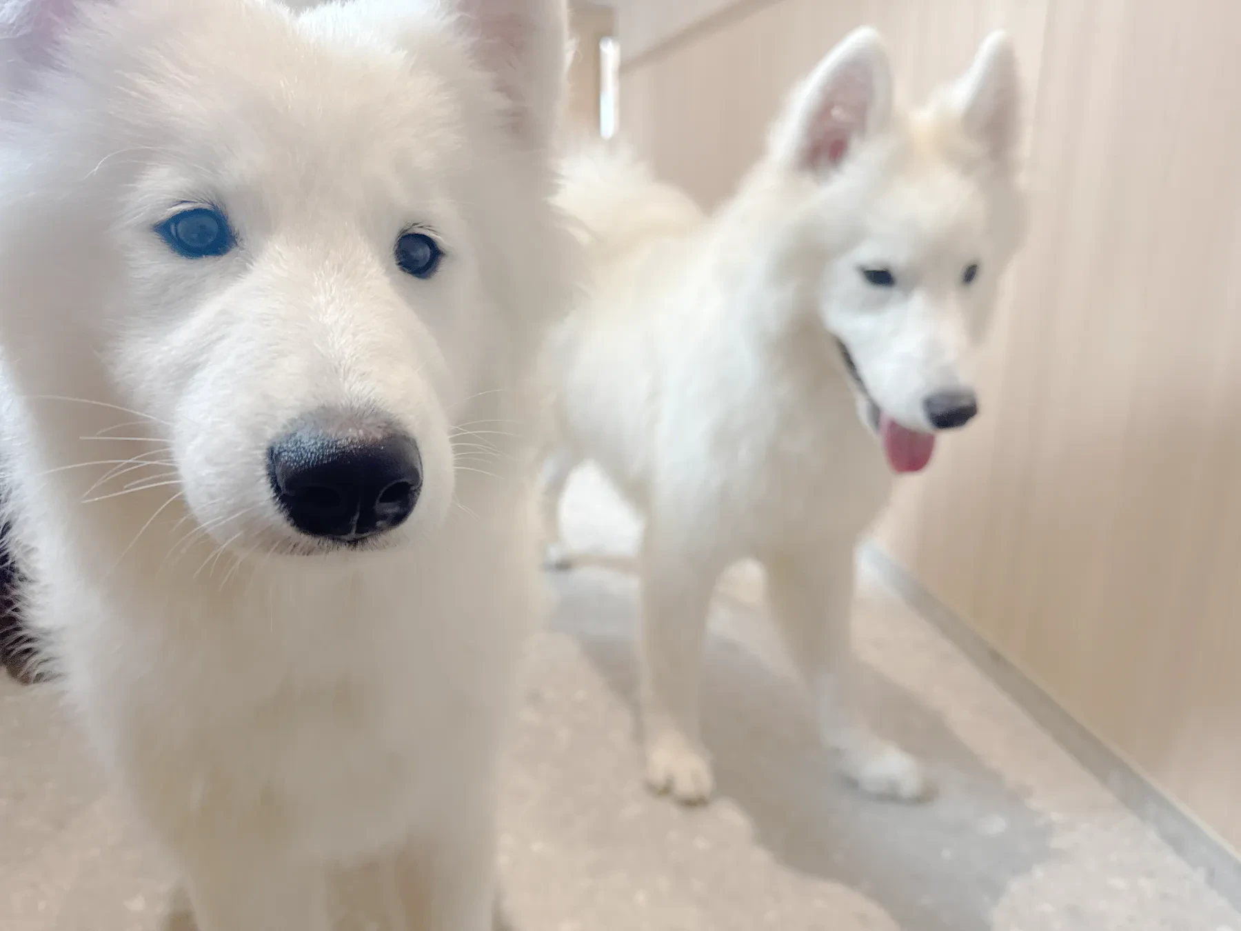 こちらへ歩み寄る2頭のサモエド
