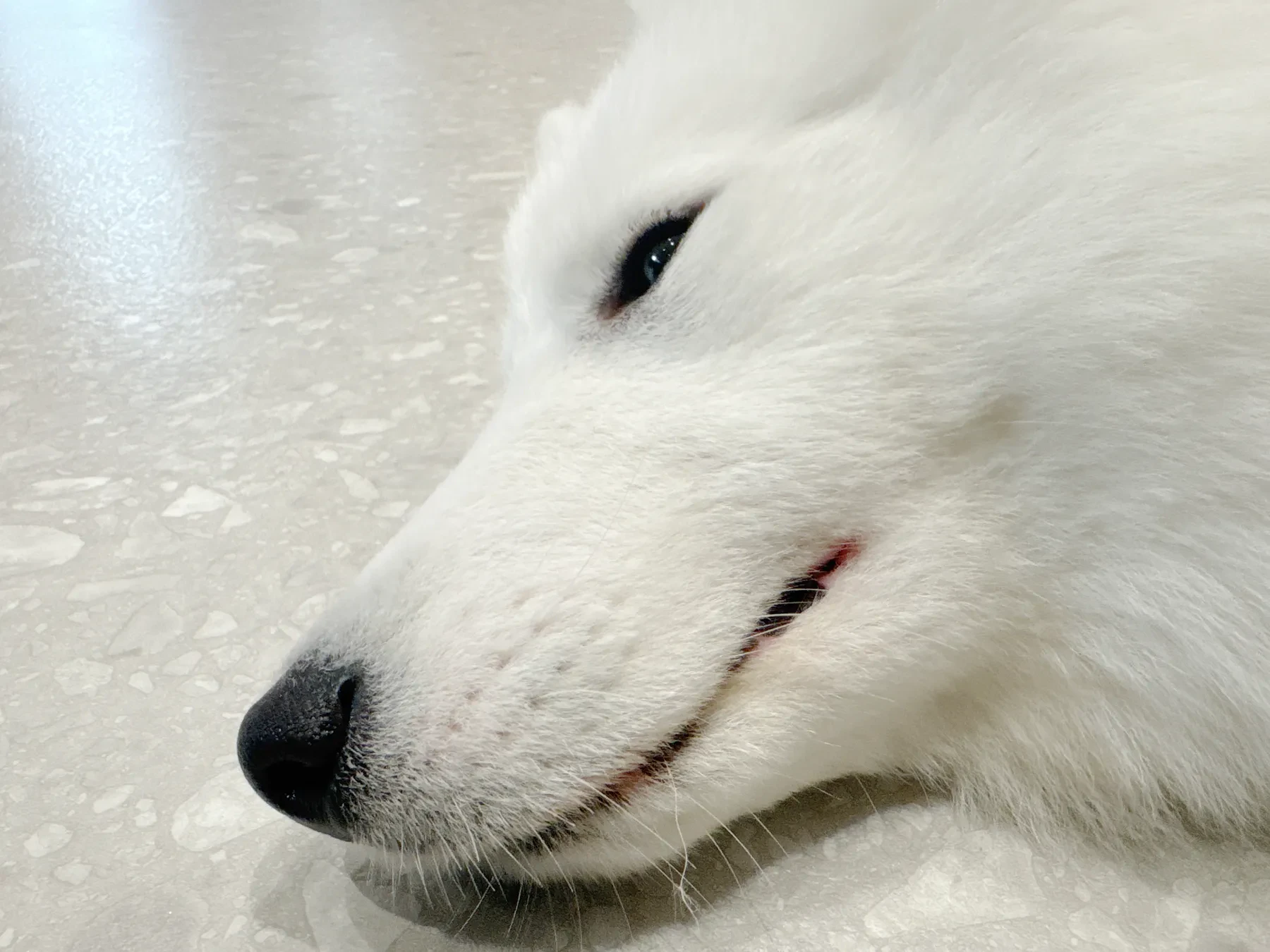 床に伏せたサモエドの横顔