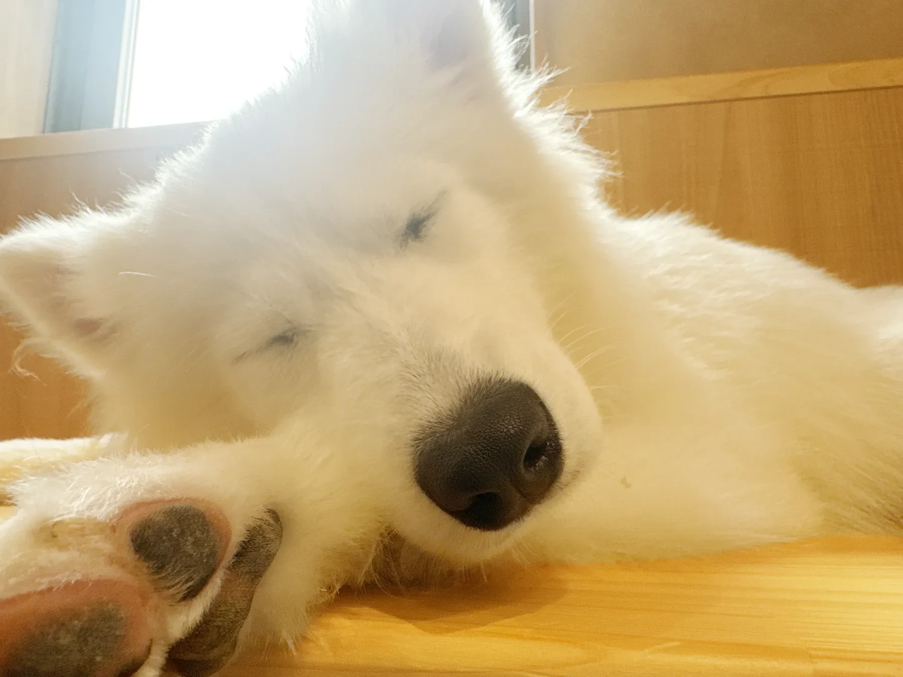 肉球をのぞかせて眠るサモエド